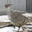 Cheer Pheasant