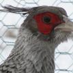 Cheer Pheasant