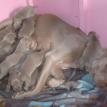 pups 2 weeks old
