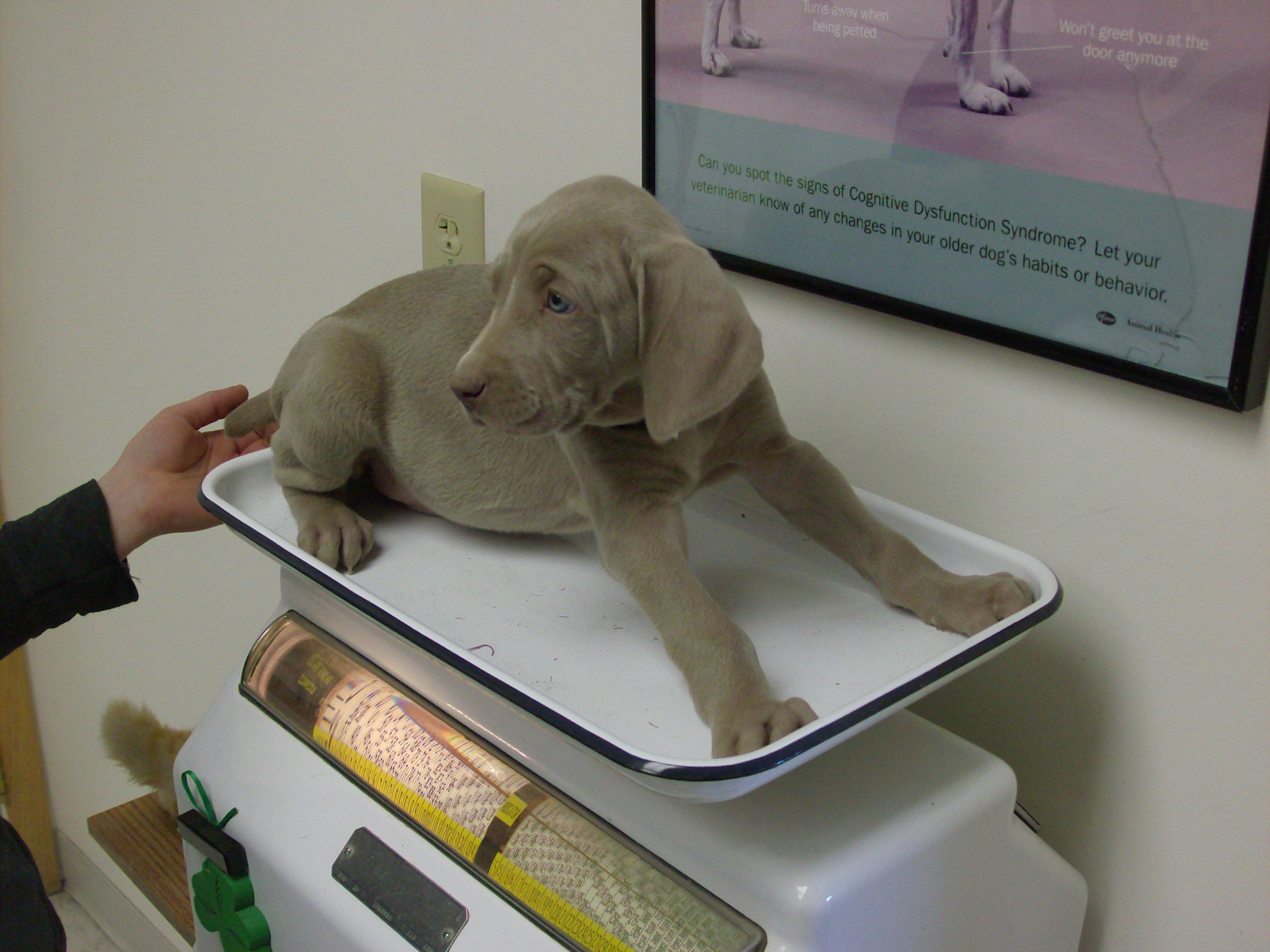 getting weighed