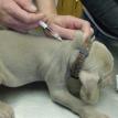6 weeks shot