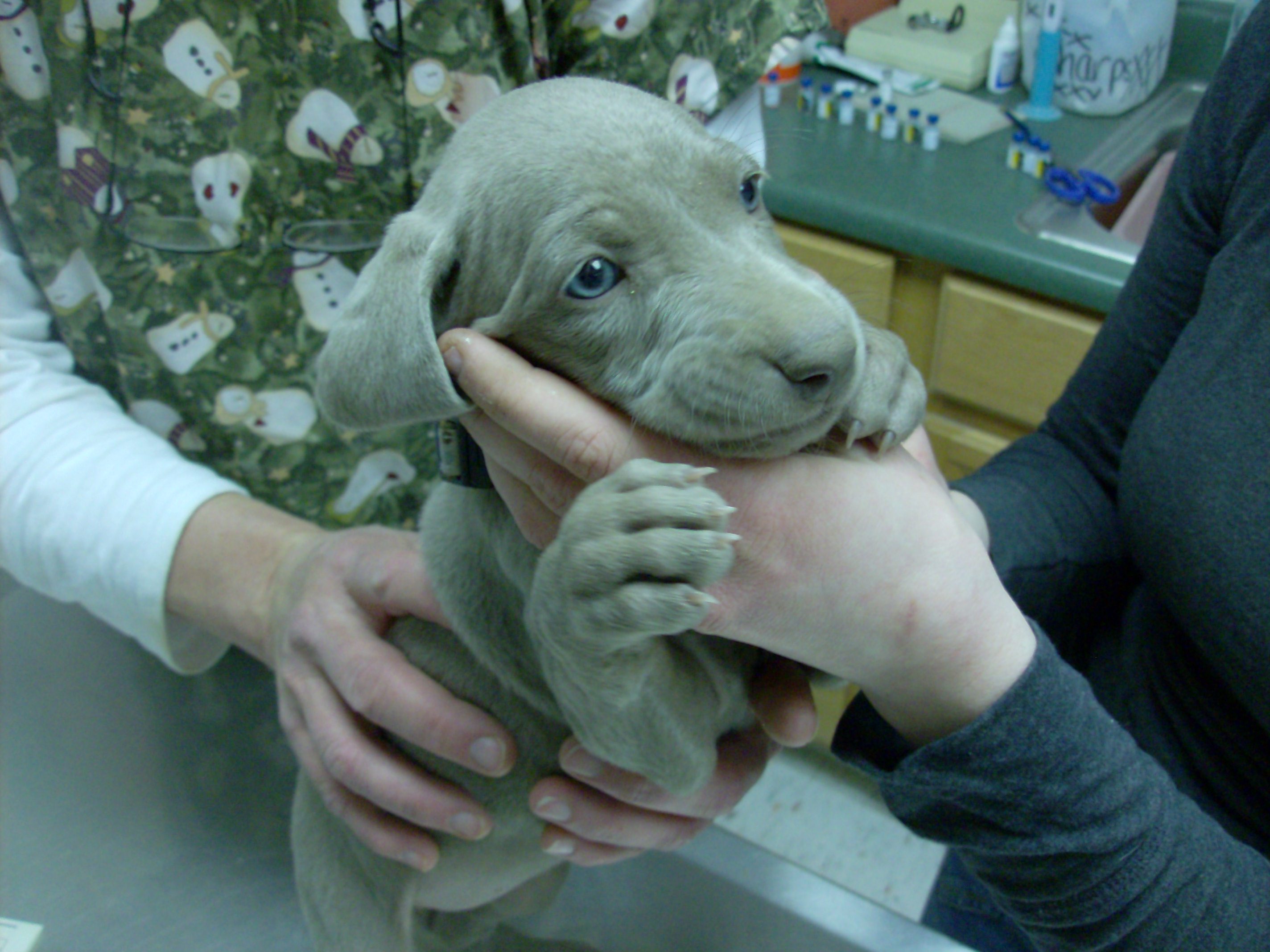 at the vet