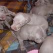 3 week old pups