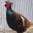 Phasianus colchicus bianchii