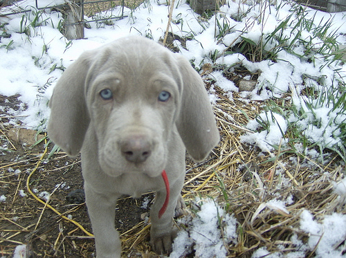cold sad puppy