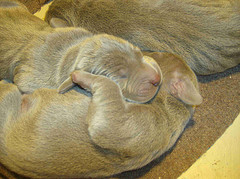 Day old puppies