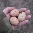 koklass eggs 