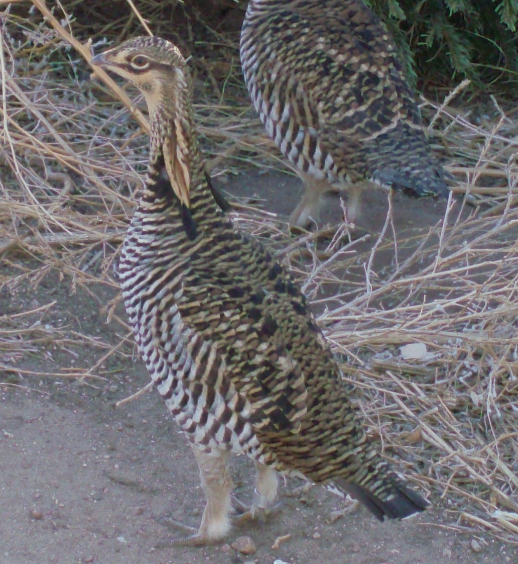 Prarie Chicken
