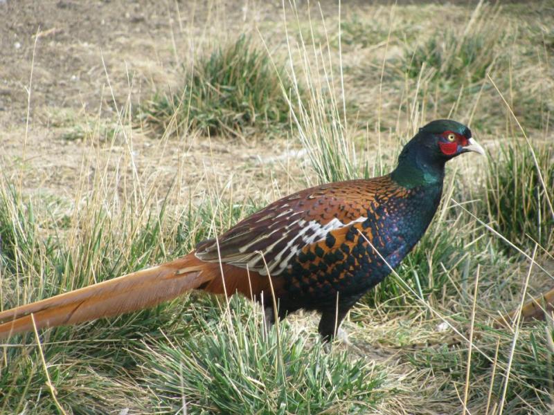 Bianchi's Pheasant